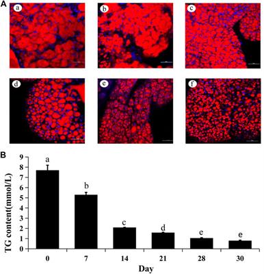 Juvenile Hormone Is an Important Factor in Regulating Aspongopus chinensis Dallas Diapause